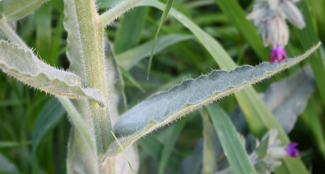 Изображение особи Anchusa undulata.