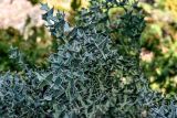 View full-size image Colletia paradoxa