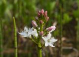 View full-size image Menyanthes trifoliata