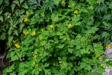View full-size image Chelidonium majus