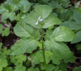 Смотреть изображение Aegopodium podagraria