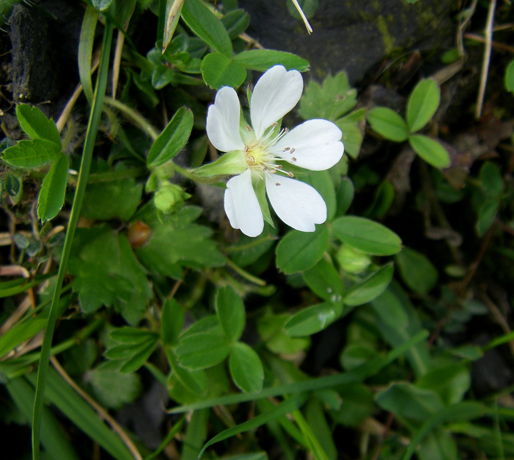 Image of Potentilla montana specimen.