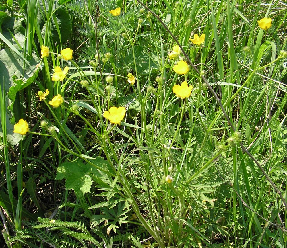 Image of Ranunculus polyanthemos specimen.