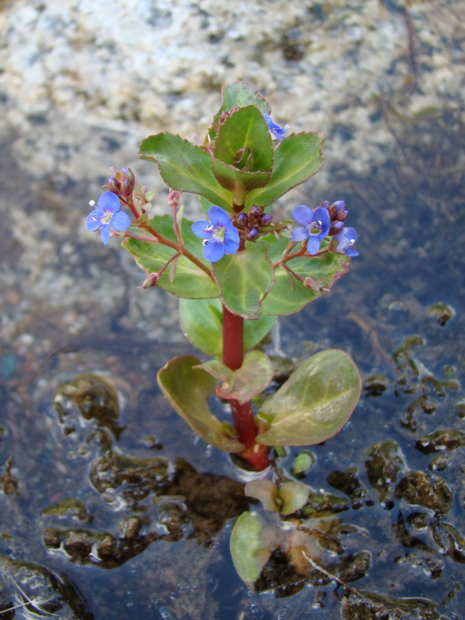 Image of Veronica beccabunga ssp. muscosa specimen.