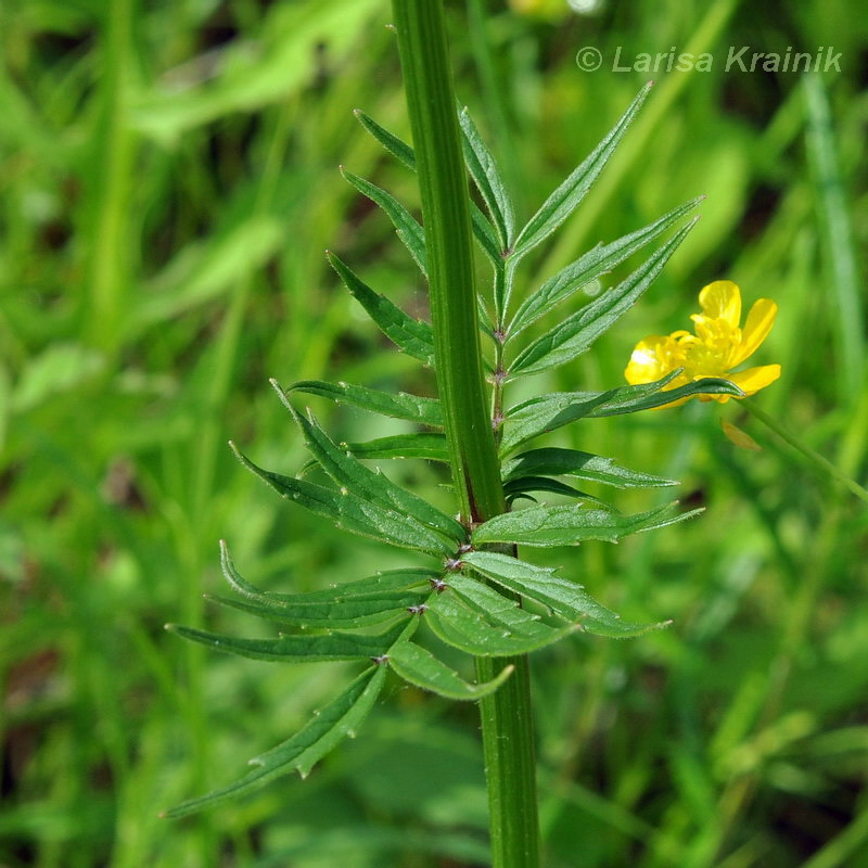 Изображение особи Valeriana alternifolia.