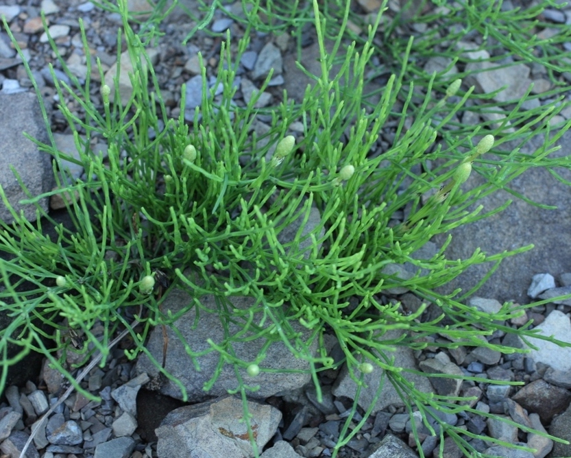 Image of Equisetum arvense specimen.