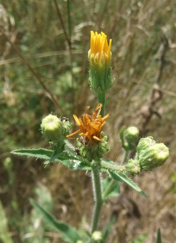 Image of Picris hieracioides specimen.