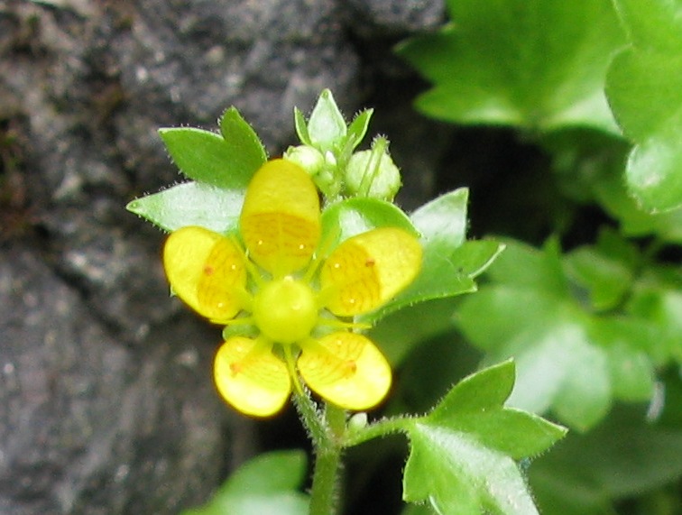 Image of Saxifraga cymbalaria specimen.