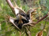 Datura stramonium