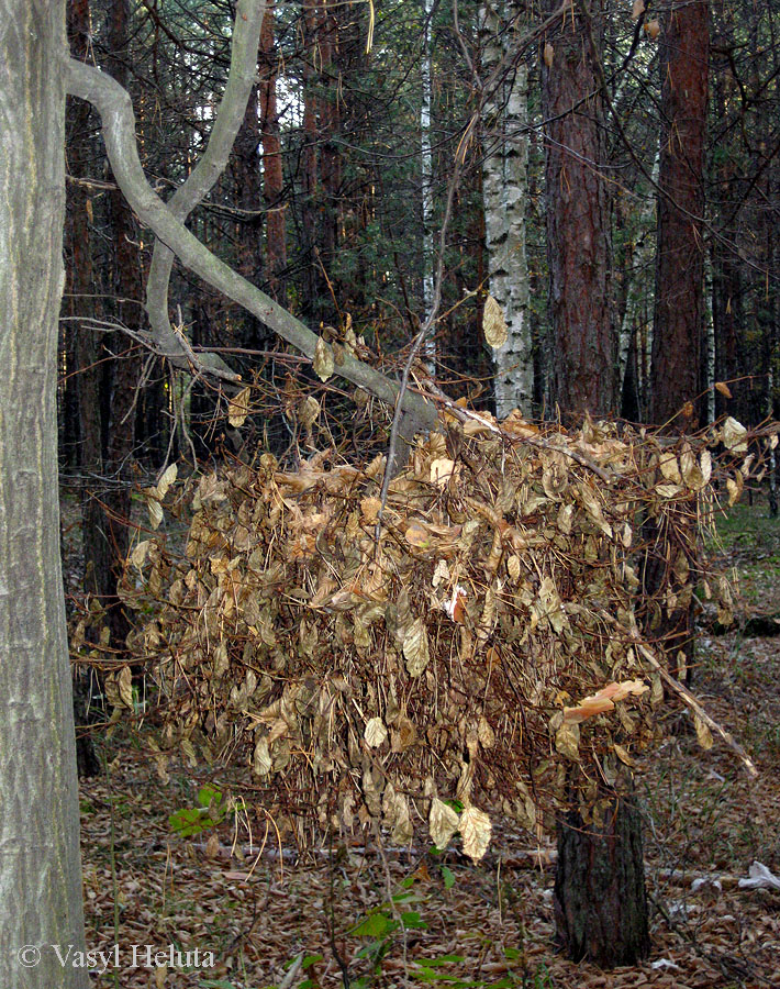 Изображение особи Carpinus betulus.