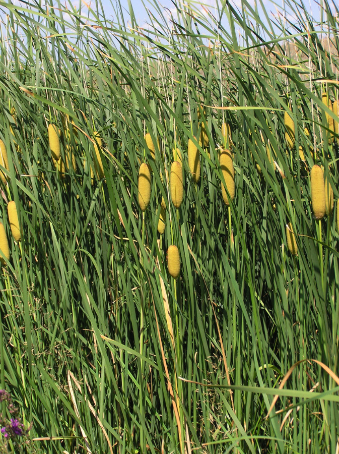 Image of Typha tichomirovii specimen.