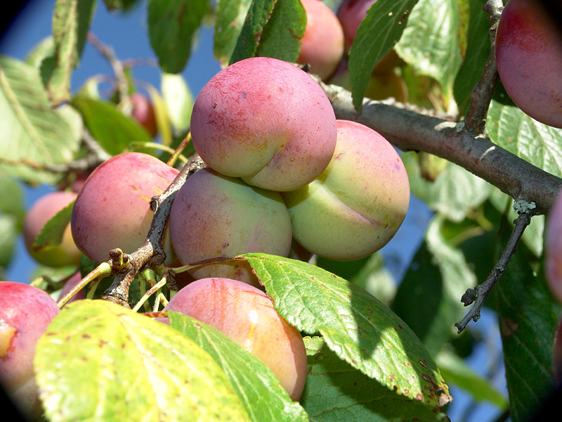 Изображение особи Prunus domestica.