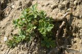 Crambe koktebelica