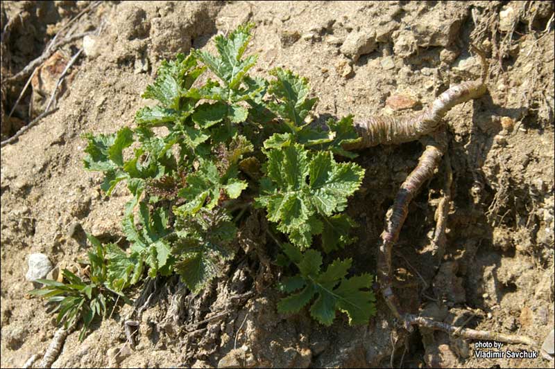 Image of Crambe koktebelica specimen.