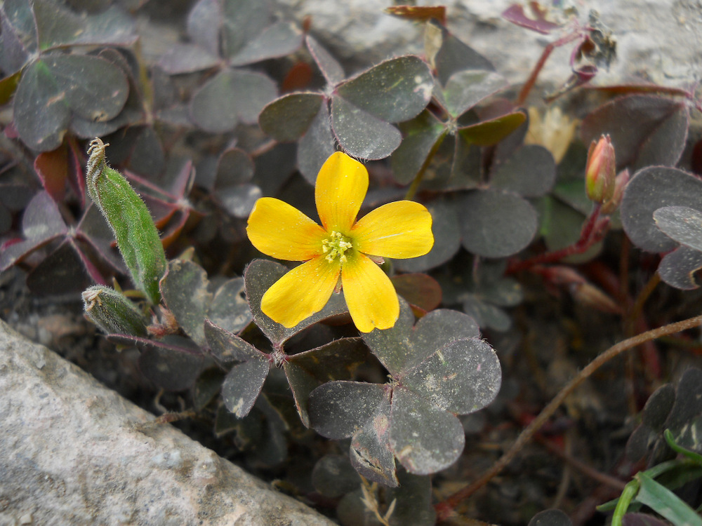 Изображение особи Oxalis corniculata.