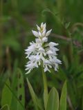 Orchis militaris