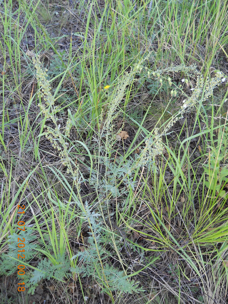 Image of Artemisia armeniaca specimen.