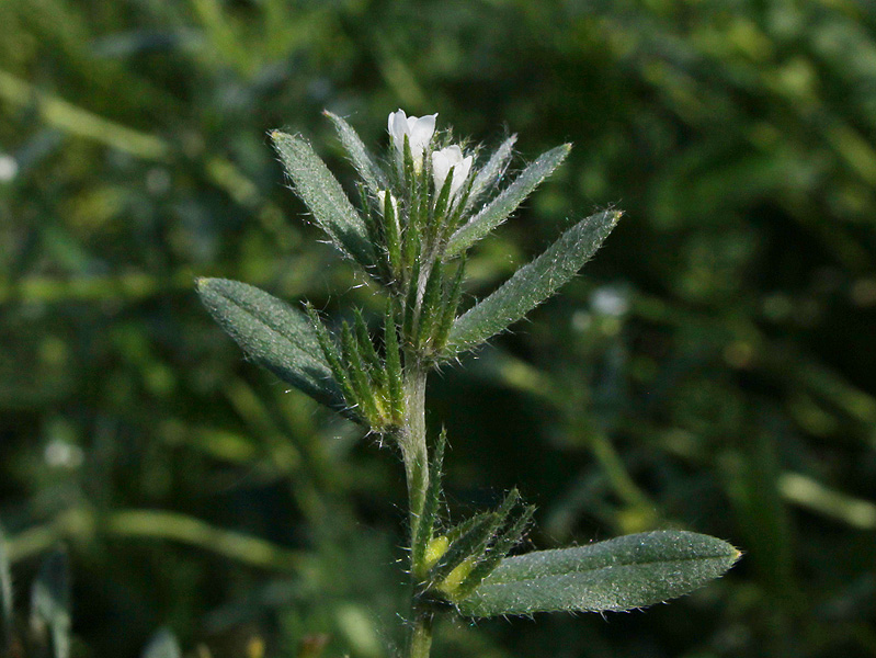 Image of Buglossoides arvensis specimen.