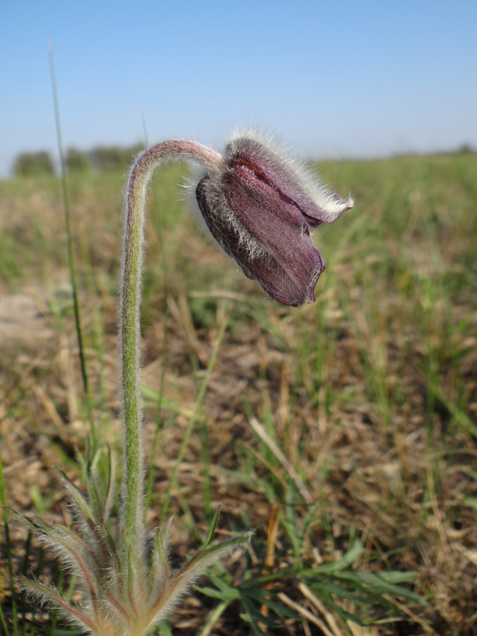 Image of Pulsatilla pratensis specimen.