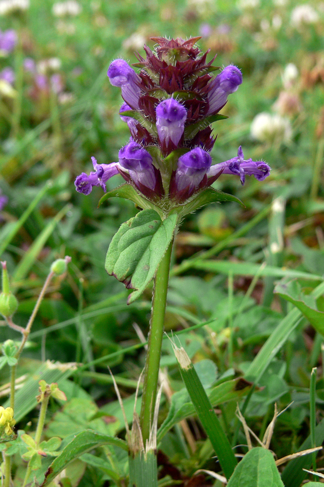 Image of Prunella vulgaris specimen.