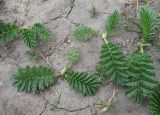 Potentilla anserina. Разворачивающиеся молодые листья. С-Петербург, 3 мая 2009 г.