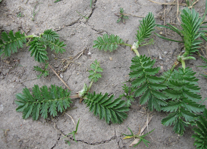 Изображение особи Potentilla anserina.