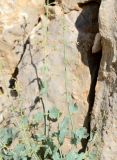 Scrophularia libanotica. Верхушка цветущего растения. Israel, Mount Hermon. 09.06.2012.