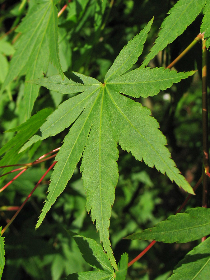 Image of Acer palmatum specimen.