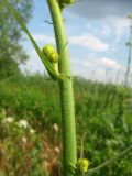 Sonchus palustris. Часть стебля с нераспустившимися соцветиями. Ростовская обл., г. Новочеркасск, пруды. 03.07.2010.