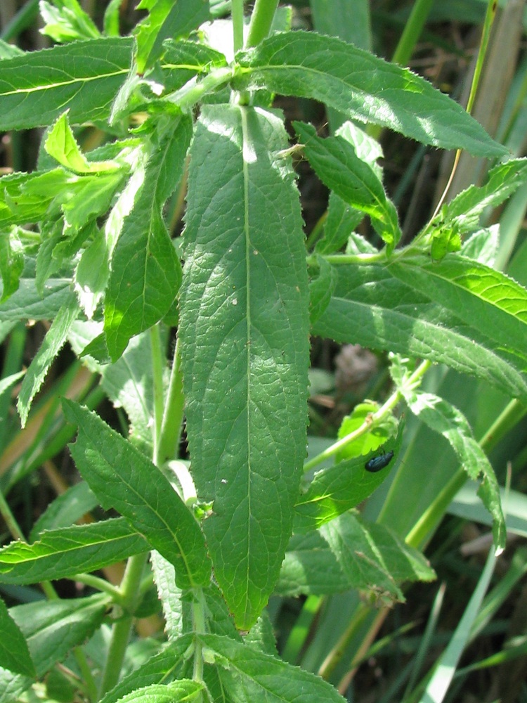 Image of Epilobium hirsutum specimen.