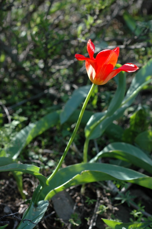 Image of Tulipa ivasczenkoae specimen.