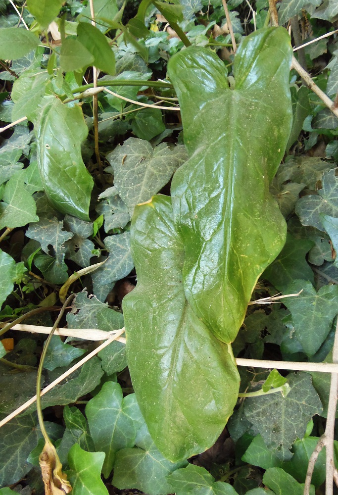 Image of Arum elongatum specimen.