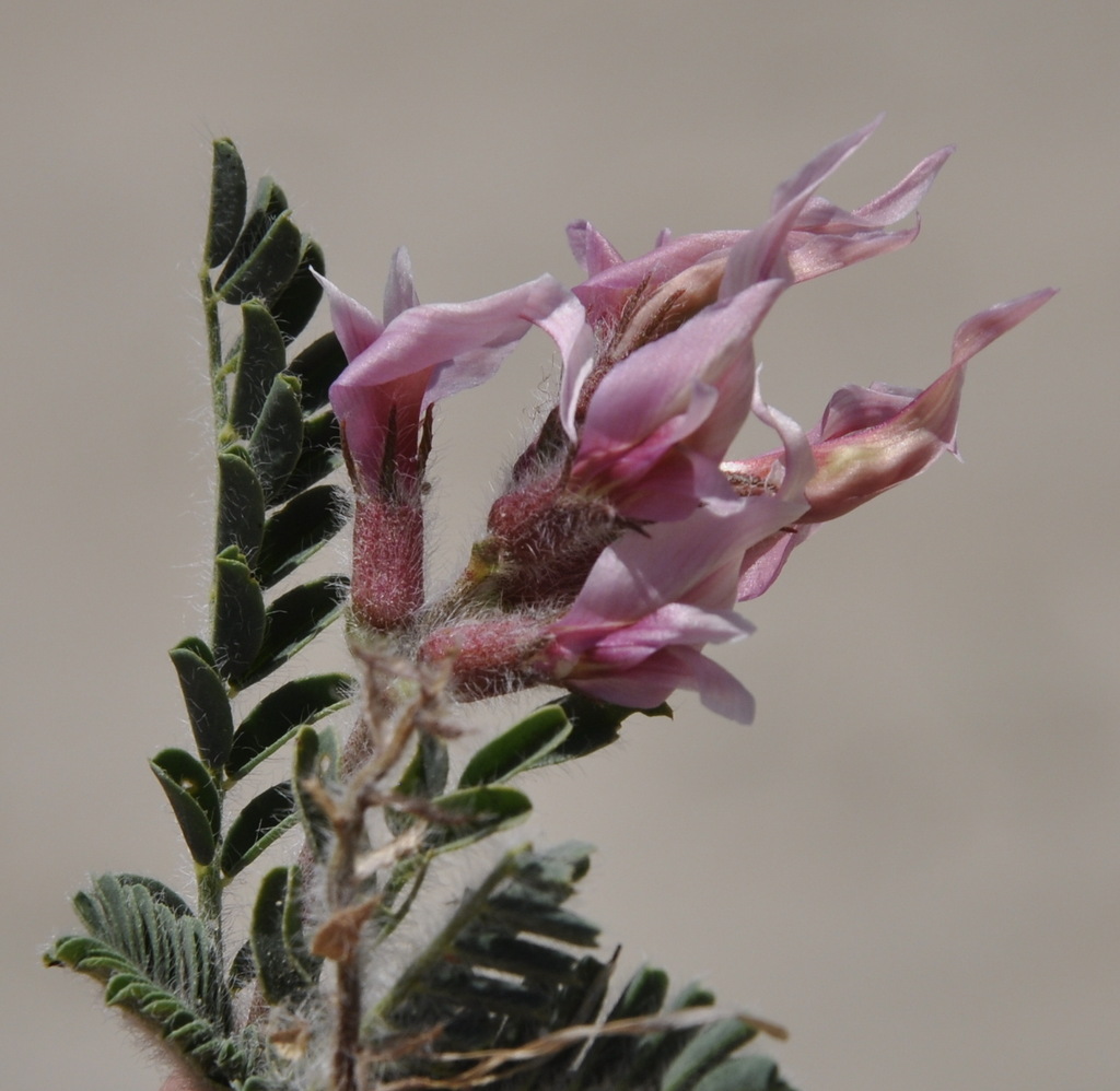 Image of Astragalus suberosus ssp. haarbachii specimen.