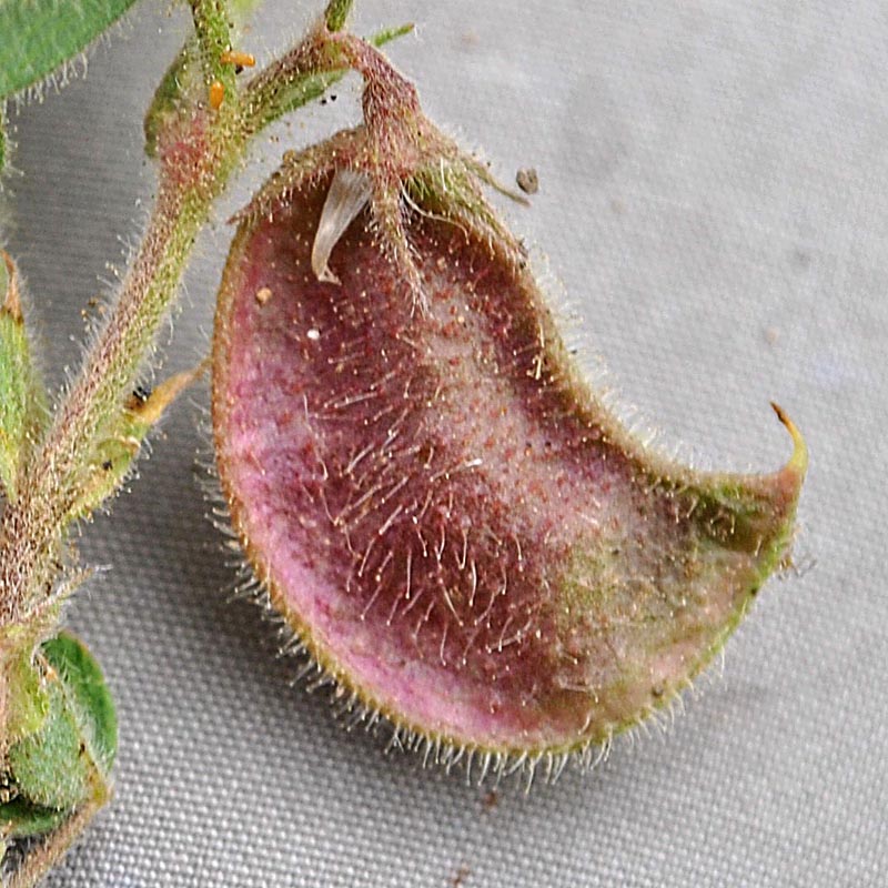 Image of Melilotoides biflora specimen.