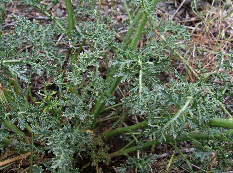 Image of Scrophularia azerbaijanica specimen.