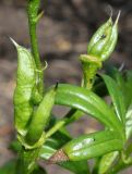 Aconitum × stoerkianum. Невызревшие плоды. Германия, г. Krefeld, Ботанический сад. 06.08.2013.