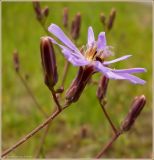 Lactuca tatarica. Соцветие (вид сбоку). Чувашия, окрестности г. Шумерля, за объездной трассой. 29 июня 2009 г.