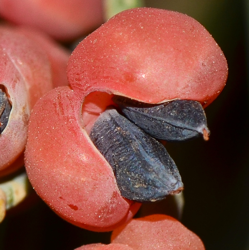 Image of Ephedra aphylla specimen.