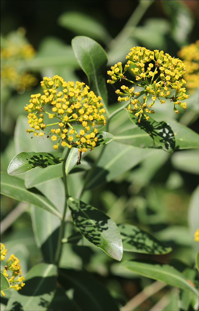 Image of Bupleurum fruticosum specimen.