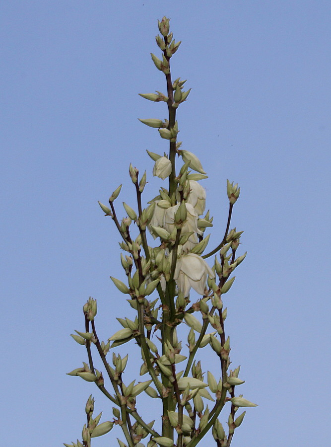 Image of Yucca glauca specimen.