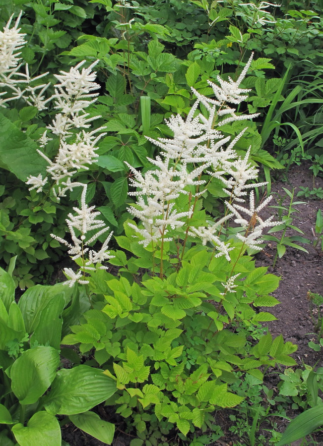 Image of Aruncus dioicus specimen.