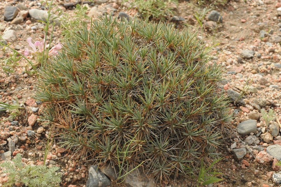 Image of Acantholimon alatavicum specimen.