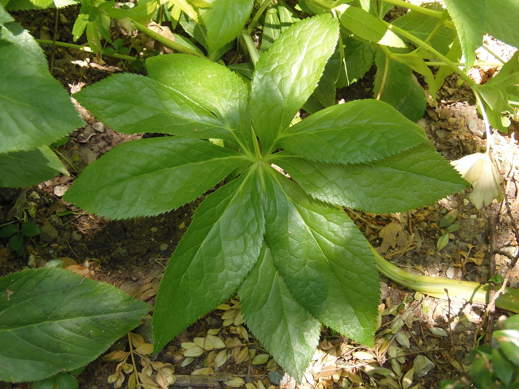 Image of Helleborus caucasicus specimen.