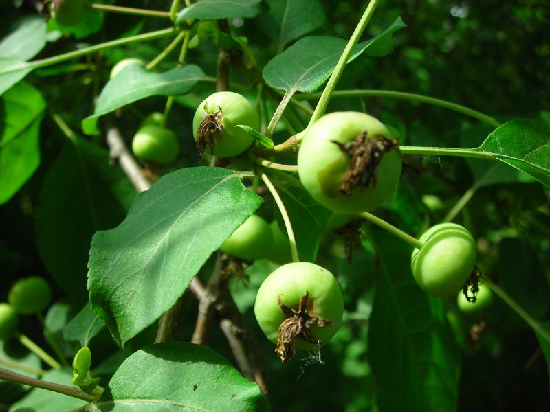 Image of Malus baccata specimen.