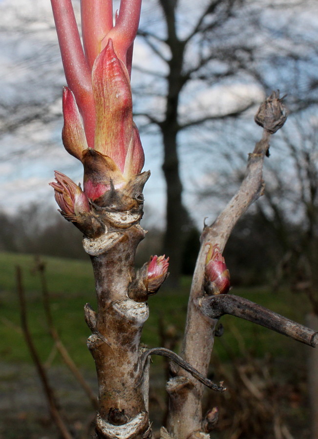 Image of Paeonia suffruticosa specimen.