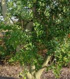 Quercus phillyreoides. Средняя часть кроны. Германия, г. Дюссельдорф, Ботанический сад университета. 10.03.2014.