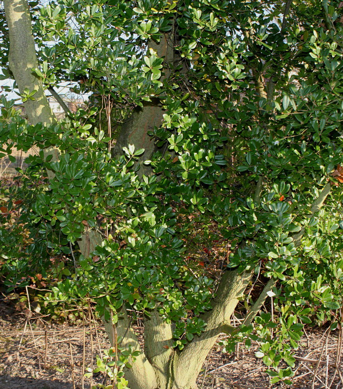 Image of Quercus phillyreoides specimen.