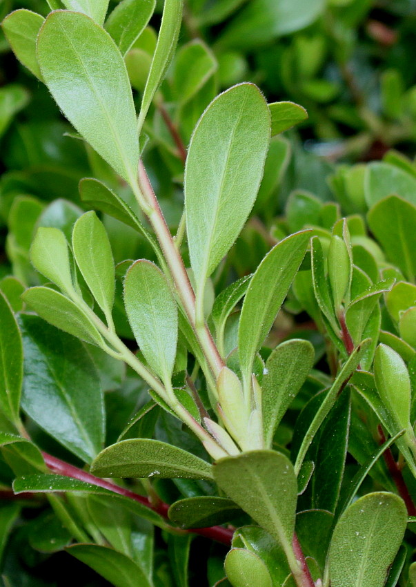 Image of class Magnoliopsida specimen.