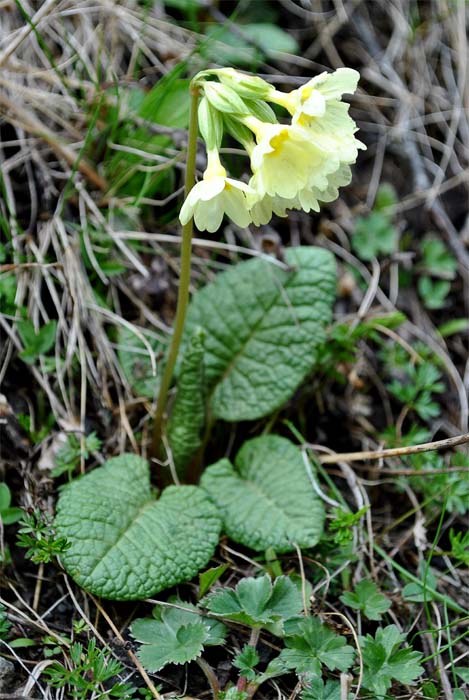 Изображение особи Primula cordifolia.