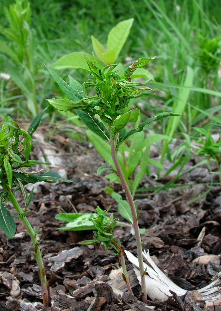 Image of Chamaenerion angustifolium specimen.